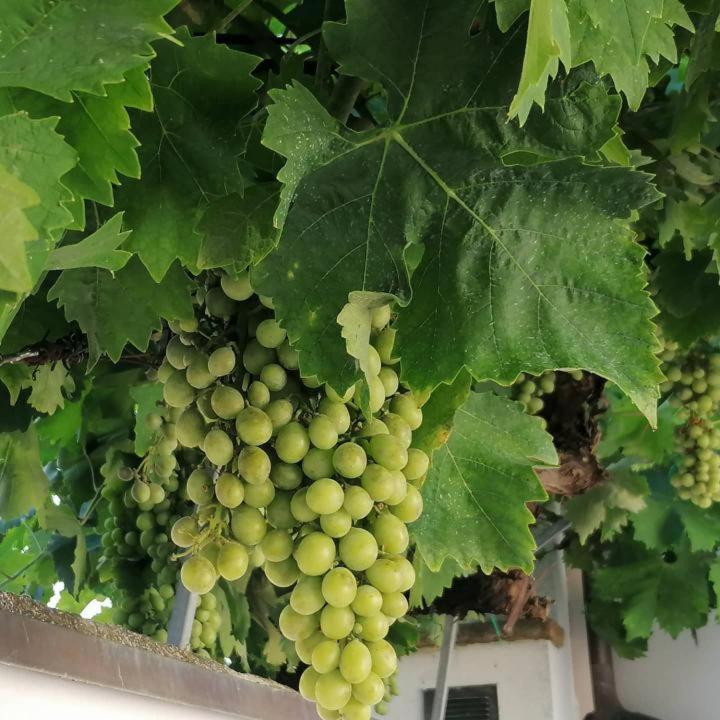 B&B Capo Le Vigne Sirolo Esterno foto